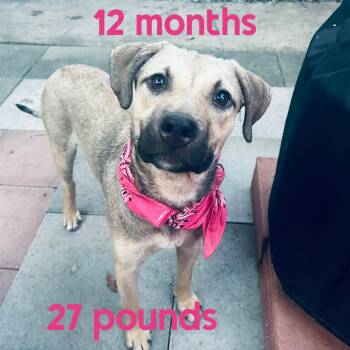 Smores-Video attached. -  Labrador Retriever and Black Mouth Cur Dog for Adoption in Jackson, Tennessee - Smores-Video Attached. | PetCurious