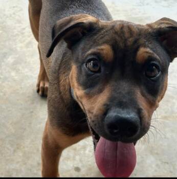 Cowboy -  Rottweiler and Australian Cattle Dog Blue Heeler Dog for Adoption in Krum, Texas - Cowboy | PetCurious