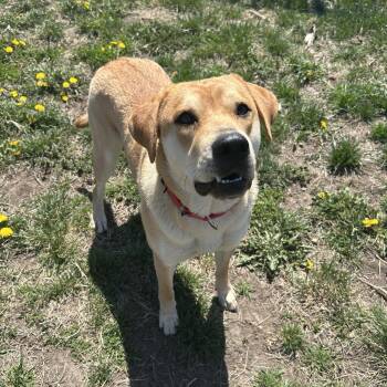German Shepherd Dog and Labrador Retriever Dogs Available for Adoption in Seward, Nebraska - Peaches | PetCurious