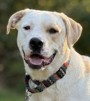 Cochise -  Yellow Labrador Retriever Dog for Adoption in Fairfield, Iowa - Cochise | PetCurious