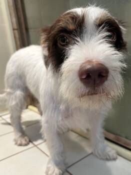 KIRBY -  Terrier Dog for Adoption in El Cajon, California - KIRBY | PetCurious