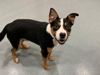 Rescue Staffordshire Bull Terrier and German Shepherd Dog Dogs for Adoption in San Marcos, California - URGENT! SAVE ME PLEASE! Adam ID#A545658 | PetCurious