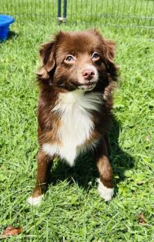 HEATH -  Aussiedoodle Dog for Adoption in Belmont, New York - HEATH | PetCurious