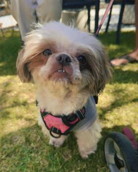 Zoey -  Shih Tzu Dog for Adoption in Glendale, California - Zoey | PetCurious