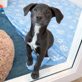 Labrador Retriever and Mixed Breed Dogs Available for Adoption - Ferrari | PetCurious