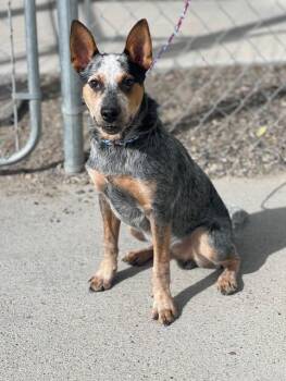 61852425 -  Australian Cattle Dog Blue Heeler Dog for Adoption in Elko, Nevada - 61852425 | PetCurious