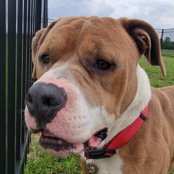 American Bulldog and Terrier Dogs Available for Adoption in West Jefferson, Ohio - Artemis | PetCurious