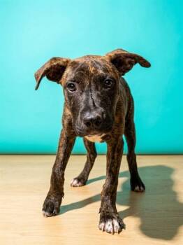 JELLYFISH -  Mixed Breed Dog for Adoption in Jacksonville, Florida - JELLYFISH | PetCurious