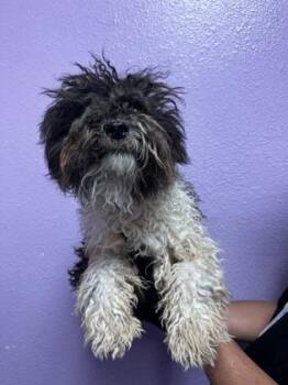 61635341 -  Shih Tzu and Mixed Breed Dog for Adoption in El Paso, Texas - 61635341 | PetCurious