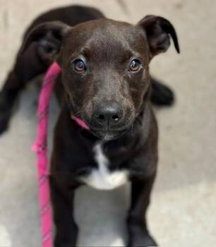 DALLAS -  Pit Bull Terrier and Mixed Breed Dog Available for Adoption in Tulsa, Oklahoma - DALLAS | PetCurious