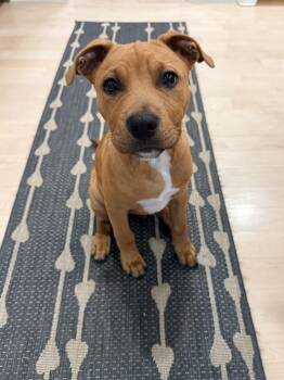 Casper -  Pit Bull Terrier and American Staffordshire Terrier Dog for Adoption in Dallas, Texas - Casper | PetCurious