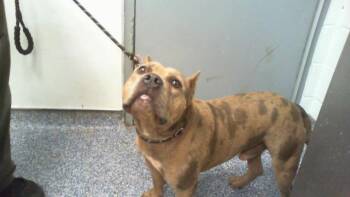 A1268951 -  Pit Bull Terrier Dog for Adoption in Charlotte, North Carolina - A1268951 | PetCurious