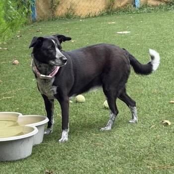 Lucy -  Pointer and Belgian Shepherd Malinois Dog for Adoption in Newport, North Carolina - Lucy | PetCurious