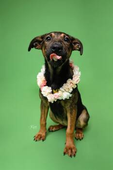 Rescue German Shepherd Dog and Labrador Retriever Dogs for Adoption in Houston, Texas - Wren | PetCurious