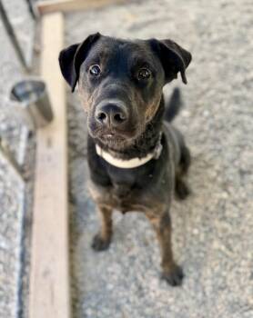 Jake -  Labrador Retriever Dog for Adoption in Sonora, California - Jake | PetCurious