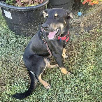 Rescue Doberman Pinscher Dogs for Adoption in Manchester, Connecticut - Jett | PetCurious