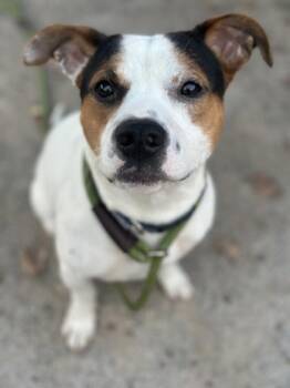 Rescue Pit Bull Terrier Dogs for Adoption in Philadelphia, Pennsylvania - Pillsbury | PetCurious