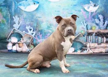Rescue Pit Bull Terrier Dogs for Adoption in Justin, Texas - *Dorian Gray | PetCurious