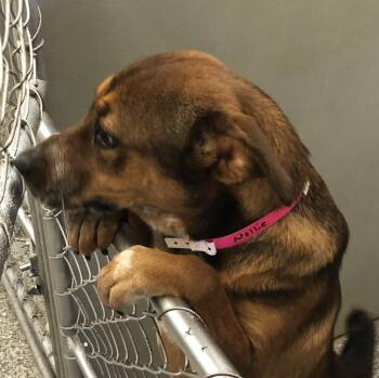 Rescue Feist Dogs for Adoption in Parma, Ohio - Nellie | PetCurious