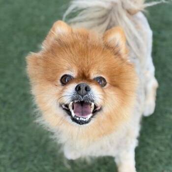 Pomeranian Dogs Available for Adoption - Louie | PetCurious