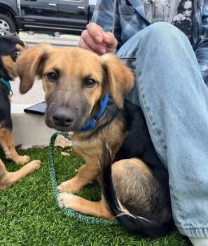 German Shepherd Dog Dogs Available for Adoption in Pflugerville, Texas - Briar | PetCurious