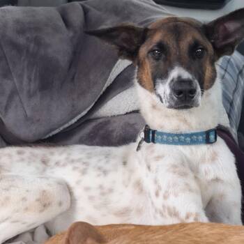 Pinto -  Portuguese Podengo Dog for Adoption in Georgetown, Texas - Pinto | PetCurious