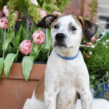 Marshall -  Australian Cattle Dog Blue Heeler Dog for Adoption in Pulaski, Tennessee - Marshall | PetCurious