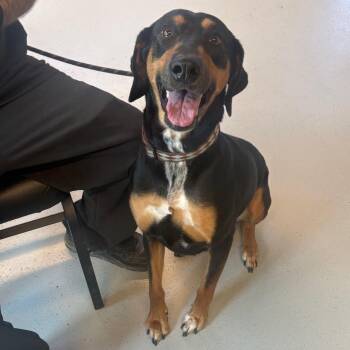 Mixed Breed Dogs Available for Adoption in Huntington, West Virginia - Bay Stray Hold 4/25 | PetCurious