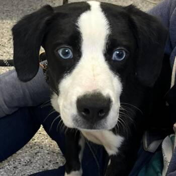 Beagle and Feist Dogs Available for Adoption in Hattiesburg, Mississippi - Squishy | PetCurious