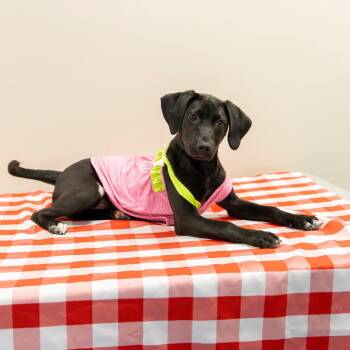 Beansy -  Mixed Breed Dog for Adoption in Gainesville, Florida - Beansy | PetCurious