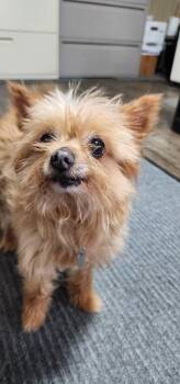Kellie (125-26) -  Yorkshire Terrier Dog Available for Adoption in Cambridge, Ohio - Kellie (125-26) | PetCurious