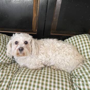 Maltese Dogs Available for Adoption - Gilly | PetCurious