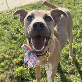 Labrador Retriever and Terrier Dogs Available for Adoption in Pennington, New Jersey - Dakota - A Playful Spirit And Easygoing Nature | PetCurious