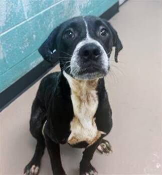 Blackberry -  Mixed Breed Dog for Adoption in Nashville, Tennessee - Blackberry | PetCurious