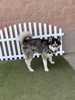 Siberian Husky Dogs Available for Adoption - KOKO | PetCurious