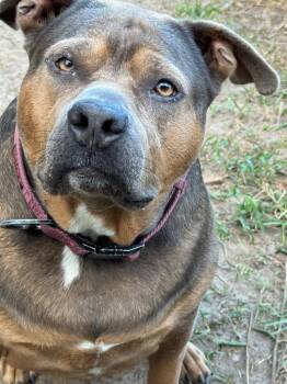 Rescue American Bulldog and Staffordshire Bull Terrier Dogs for Adoption in Nahunta, Georgia - Iris | PetCurious