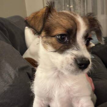 Maltese Dogs Available for Adoption - Aspyn | PetCurious