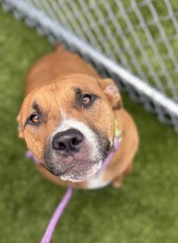 Rescue Mixed Breed Dogs for Adoption in Pontiac, Michigan - Booplet | PetCurious