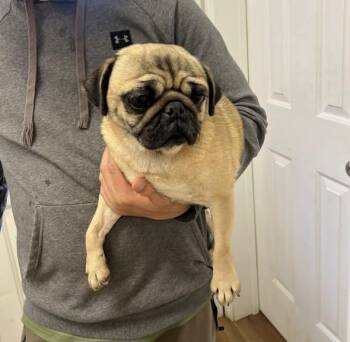 Rescue Pug Dogs for Adoption in Matthews, North Carolina - Sweetie | PetCurious