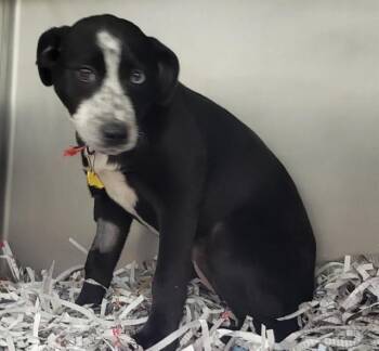 Pit Bull Terrier and Siberian Husky Dogs Available for Adoption - WRENLEE | PetCurious