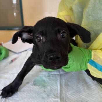 Hans Solo -  Terrier and Black Labrador Retriever Dog for Adoption in Nashville, Tennessee - Hans Solo | PetCurious