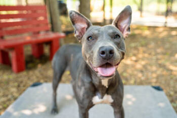Rescue Pit Bull Terrier and Mixed Breed Dogs for Adoption in Carrollton, Texas - Maya | PetCurious