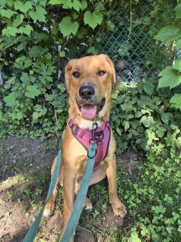 Axel -  Labrador Retriever Dog for Adoption in Woodstock, Ontario - Axel | PetCurious