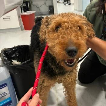 Dutchess -  Airedale Terrier and Mixed Breed Dog for Adoption in Northbrook, Illinois - Dutchess | PetCurious