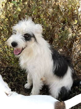 Rescue Terrier Dogs for Adoption in Estherville, Iowa - Athena | PetCurious