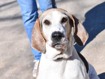 Tucker -  American Foxhound Dog for Adoption in Conroe, Texas - Tucker | PetCurious