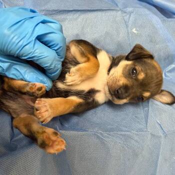 Latte (red collar) -  Mixed Breed Dog for Adoption in Winston-salem, North Carolina - Latte (red Collar) | PetCurious