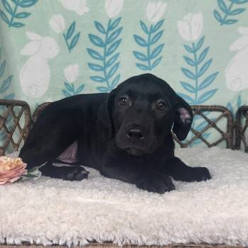 Iris -  Black Labrador Retriever Dog for Adoption in Fort Wayne, Indiana - Iris | PetCurious