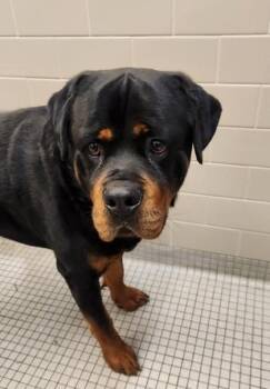 Prime Rib -  Rottweiler and Mixed Breed Dog for Adoption in Bellevue, Washington - Prime Rib | PetCurious