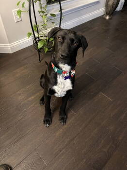 Rescue Labrador Retriever and Border Collie Dogs for Adoption - Olan | PetCurious